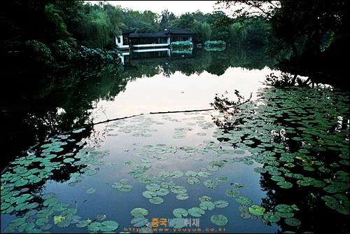 항저우 시후의 위에후 뒷편 정원에서 산책을 하면서 만난 연못 위에 수련이 둥둥 떠 있다