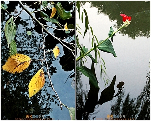 항저우의 위에후 뒤 연못 위에 피어난 꽃과 나무잎