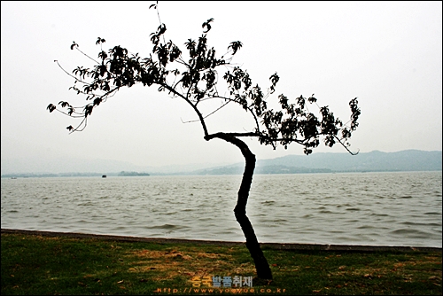 항저우 시후 난산루 호반의 한그루 나무