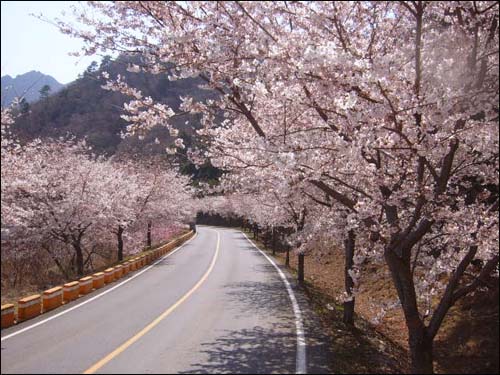 학동으로 넘어가는 굽이굽이 고갯길에는 화사한 벚꽃이 여행객들을 환히 맞이하고 있다