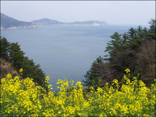 유채꽃과 봄바다 차창 너머로 바라다 보이는 해금강 바다와 유채꽃