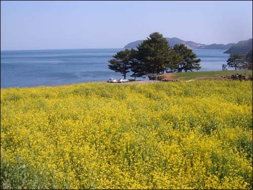 봄향기 유채밭과 푸른바다 그리고 소나무가 한폭의 그림같은 느낌이다