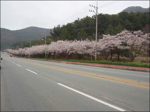 거제시 아주동 국도 14호선 주변의 벚꽃길