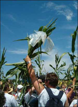 2004년 7월 25일 프랑스 남서부 망빌(Menville)에서 '자발적으로 작물을 파괴하는 사람들'이 GMO 옥수수를 뽑아내고 있다.