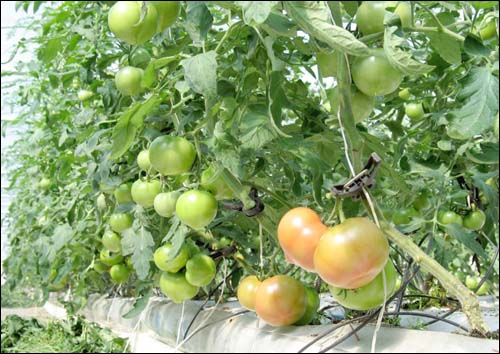 김성초·정선 씨가 운영하고 있는 '초선농장' 시설하우스에는 요즘 토마토가 한창 익어가고 있다. 