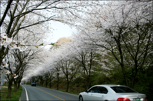 섬진강변 861번 지방도로는 벚꽃이 환상적이다. 차량은 꽃 터널을 달린다.