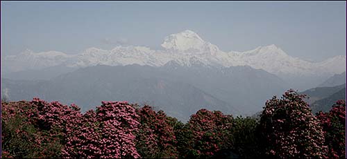 트레킹 코스에서 볼 수 있는 네팔 국화 날리그라스의 아름다운 모습 