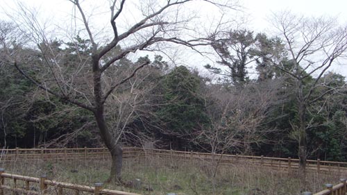 (천연기념물 제156호, 서귀포시 남원읍 신례리 소재, 촬영일 : 2008년 4월 5일)