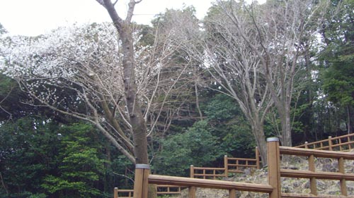 (천연기념물 제156호, 서귀포시 남원읍 하례리 소재, 촬영일 : 2008년 4월 5일)