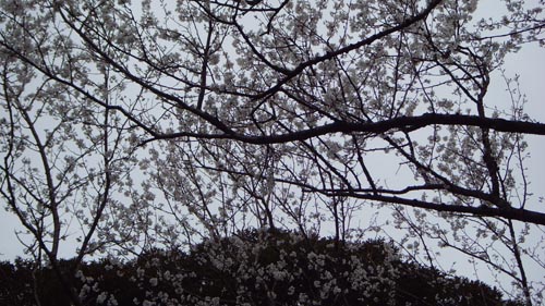 <촬영일 : 2008년 4월 5일, 신례리 왕벚나무 자생지(4) 꽃 모양>