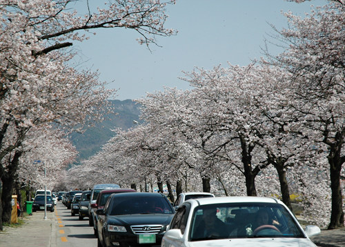 10리 벚꽃길, 차들도 여유롭게 지나가며 꽃에 취해본다.