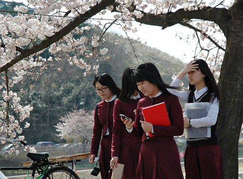 즐거운 한때를 보내고 있는 학생들, 벚꽃과 함께 셀카를 찍고 있다.