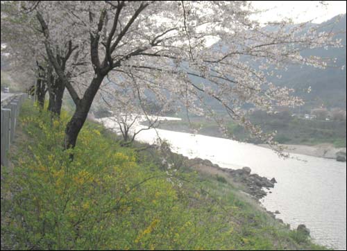 섬진강변에 핀 벚꽃은 절정을 지났지만 여전히 아름다운 자태를 뽐내고 있다. 