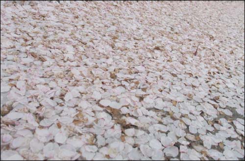 강바람에 흩날린 벚꽃잎은 도로 위를 나뒹굴며 여행을 하다가 한켠에 차곡차곡 쌓였다. 