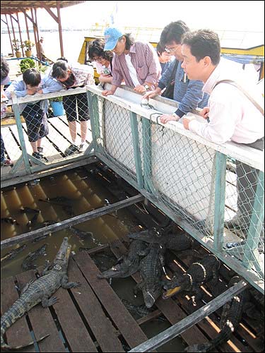 배 위에서는 악어와 물고기는 물론 돼지까지 기른다.