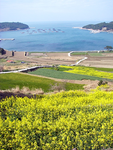  다도해 해상공원의 하나인 청산도의 봄 풍경입니다.