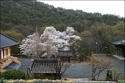 보광전에서 내려다 본 풍경 부처님도 열린 문으로 봄을 즐기고 있으리라.