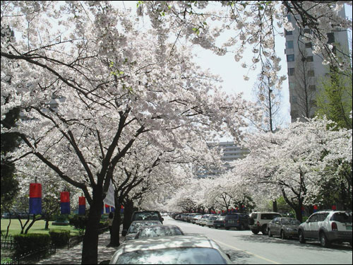 벚꽃 축제가 열리는 5단지 내의 벚꽃