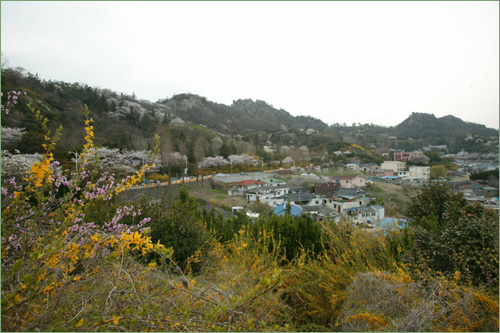 봄꽃과 어우러진 목포시 달성동 일대. 11일부터 이곳에서 봄맞이 축제가 열린다.