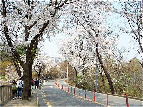 걷기 편한 나무 계단길이 있는 벚꽃길 
