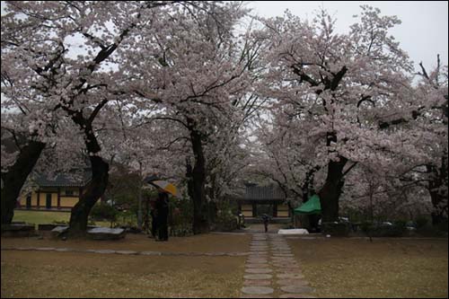 천왕문에서 대웅전 마당까지 이어진 벚꽃길. 
