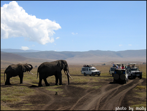 응고롱고로에서 코끼리와의 맞대결. 중남부 아프리카에는 타잔이 넝쿨을 타고 나닐 만큼 울창한 밀림이 없다. 