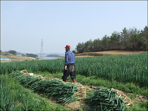 진도 최승림(72)농부가 무농약 대파밭으로 대파 수확을 하기 위해 가고 있다. 웬지 그의 발걸음이 무거워 보인다.