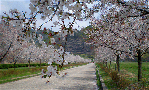 댐을 따라 양쪽으로 길게 늘어선 벚나무에서 꽃비가 내린다.
