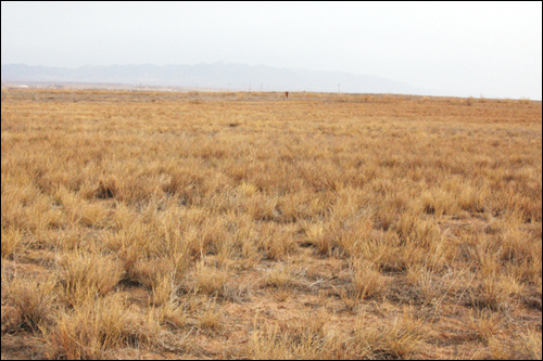 항공기로 살포된 풀이 제법 많이 자란 텅그리 사막 지역.