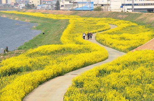경남 양산천변에는 노란 유채꽃이 화사함으로 시민들의 눈길을 사로잡고 있습니다.