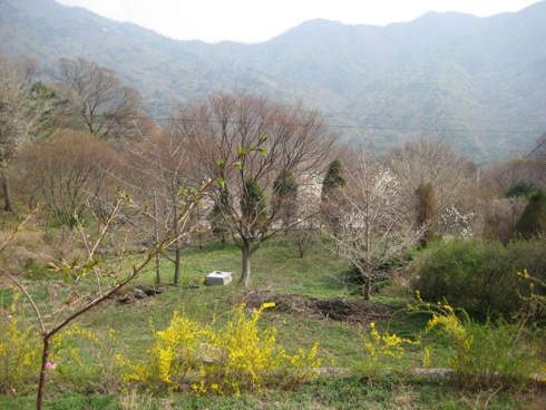 주변 꽃들 일락사 주변 산세 꽃