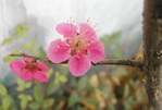 삼청동에서 만난 봄꽃