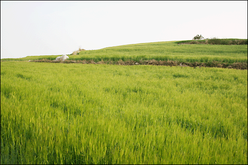 보리밭 여수 소라면 달천의 청보리밭