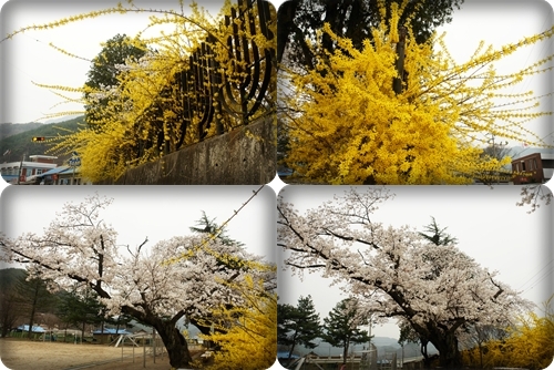 개나리와 벚꽃이 꽃 대궐을 만든 주천초등학교 운동장