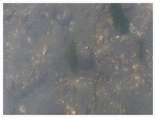 바다 물속에 소라가 돌과 같이 위장을 하고 있는 모습