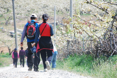 연기군보건소가 주최하는 건강걷기대회에 참여하는 가족의 모습