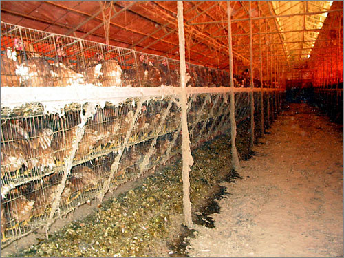 이렇게 키우니 조류독감이 발생하여, 아래 사진과 같은 대량 몰살이 이뤄질 수밖에 없다. 달걀도 다단식 닭장에서 생산된 것은 먹지 말아야 한다. 2007년 1월 김제의 산란닭장.