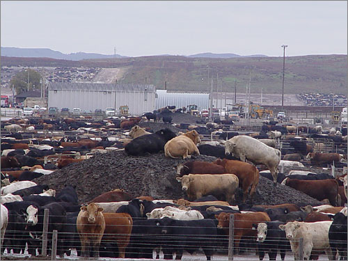 둔덕을 이룬 자신들의 배설물 위에서 쉴 수밖에 없는 소들. 밑에 있는 소들은 질펀한 똥물 속에 발을 담그고 있습니다.  현대 미국의 소 축산공장은 전 세계 모든 축산업의 상징적 존재라할만큼 규모가 크고 최악의 상황입니다. 네브라스카주의 한 농장. 