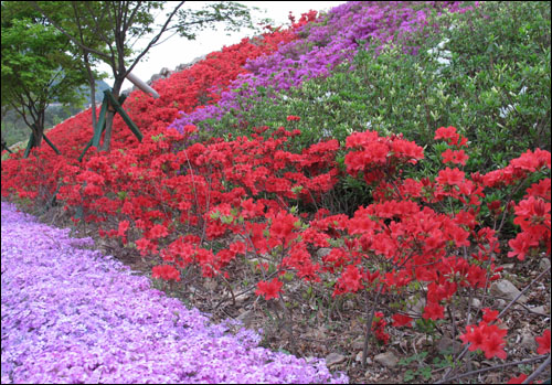 화순 만연산 주변도로에서 만난 철쭉과 꽃잔디. 