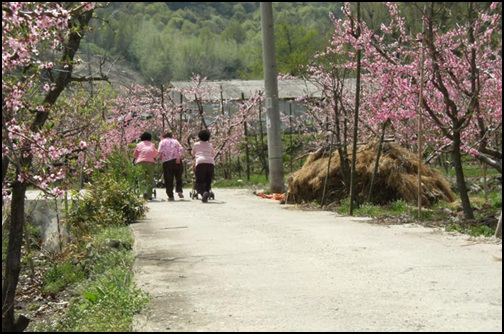 수야리 마을에는 복사꽃이 한창 피었어요. 어르신 세 분이 나란히 걸어가고 있는 뒷모습이 참 정겨워 보입니다.