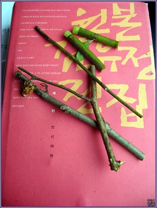 알싸한 향의 동백가지와 호드기를 김유정의 책 위에 올려놓았더니 퍽 어울렸다. 