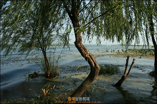 수저우 타이후 호수 속에 있는 나무들