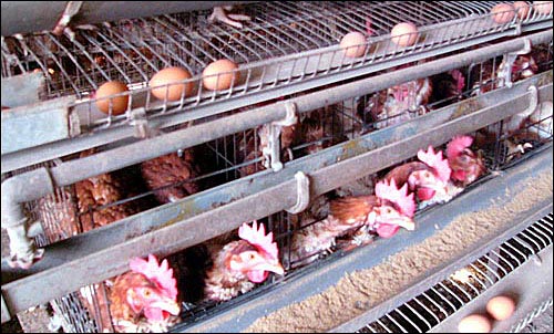 가로·세로 30㎝크기에 두 세마리의 닭들이 빼곡히 들어가 있다.