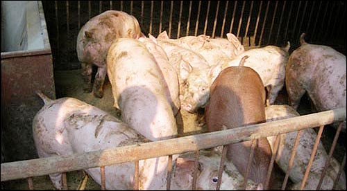 공장식 축산업의 돼지농가. 오물로 뒤덮힌 축사에서 암모니아 냄새를 맡으며 살아야 하는 돼지들은 늘 질병에 시달리고 항생제를 투여받으며 도살장으로 갈 때까지만 생명연장을 보장받는다.