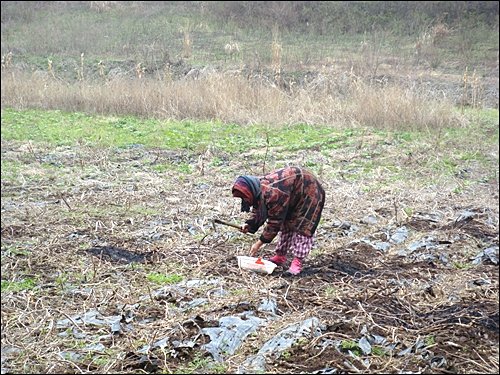 올해 처음으로 농사를 시작했습니다. 피마자를 심고 있는 어머니. 마른 잡풀이 밭 곳곳에 남아있네요.