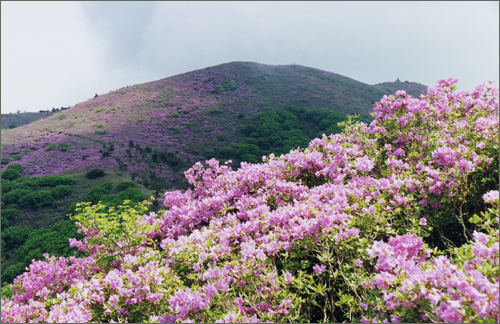 일림산 철쭉. 연분홍 철쭉이 온 산을 연분홍색으로 물들이고 있다.