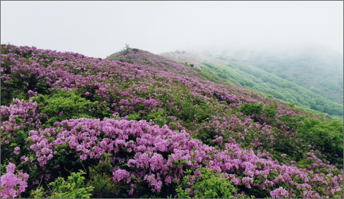 일림산 철쭉. 보성 일림산은 대표적인 철쭉 군락지로 해마다 이맘 때면 철쭉꽃을 보려는 사람들의 발길이 이어진다.