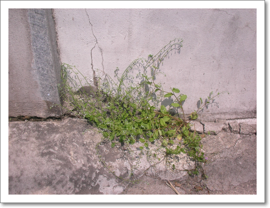 골목길 시멘트 틈을 비집고 자란 잡초