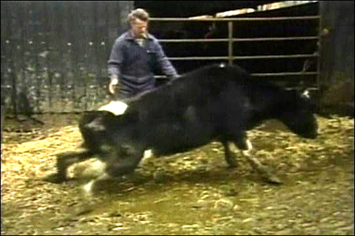 4월29일 MBC 'PD수첩'에서 방영한 '미국산 쇠고기, 광우병에서 안전한가' 한 장면.
