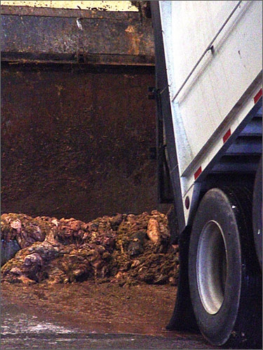 내장 따위가 트럭 끝에 보인다. 미국의 부산물재처리공장에서 2006년 10월 촬영.